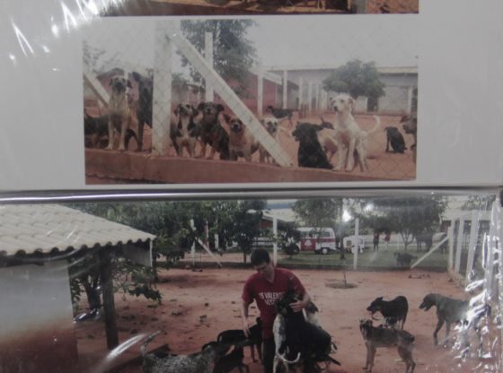 Todos os animais passam por consulta ao entrar na ONG, afirma a diretoria do projeto. Na imagem, a área onde ficam os cachorros (Foto: Acervo)